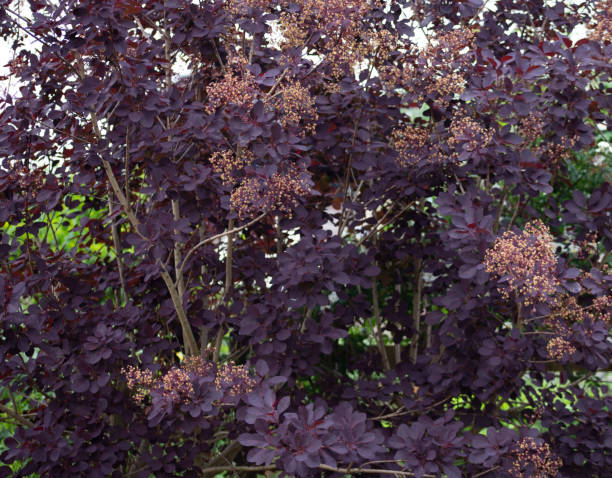 smoke bush royal purple - european smoketree - fotografias e filmes do acervo