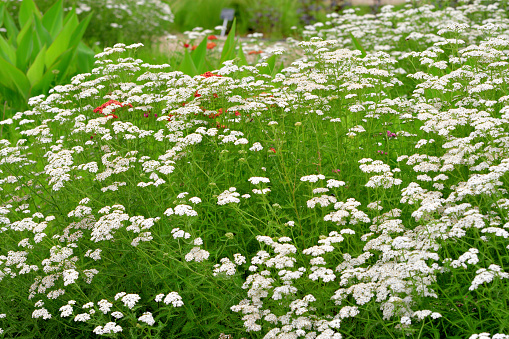 Achillea filipendulina, commonly known as Yarrow or Common Yarrow, is a flowering plant in the family Asteraceae. It is a rhizomatous, spreading, upright to mat-forming. Cultivars extend the range of flower colors to include pink, red, cream, yellow and bicolor pastels. The genus name Achillea refers to Achilles, hero of the Trojan War in Greek mythology, who used the plant medicinally to stop bleeding and to heal the wounds of his soldiers.
