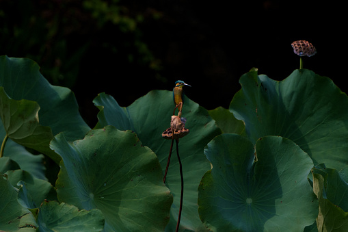 Kingfishers or Alcedinidae are a family of small to medium-sized, brightly colored birds in the order Coraciiformes