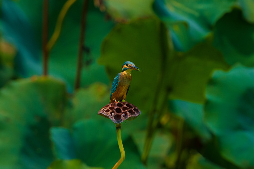 A kingfisher stands on a dry lotus pod looking for fish in the water.