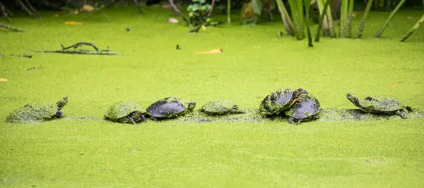 Photo of Painted Turtles camouflaged on a Log