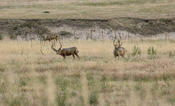 istock Two Male Mule Deer in a Field 1423950713