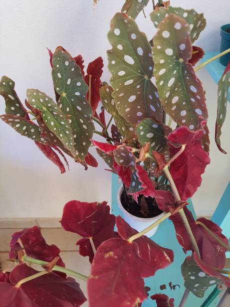 istock Begonia maculata (maculata meaning 