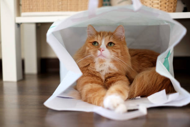 drôle de chat au gingembre dans un sac en papier blanc à l’intérieur de la maison - chat sibérien photos et images de collection