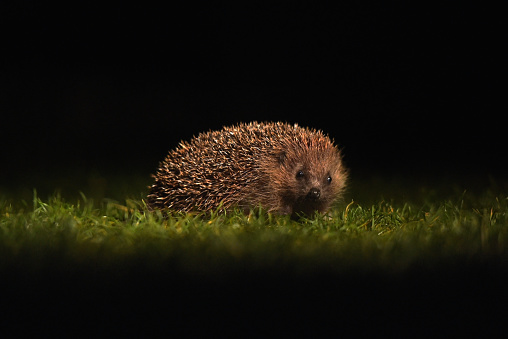 European Hedgehog At Night\n\nPlease view my portfolio for other wildlife photos.