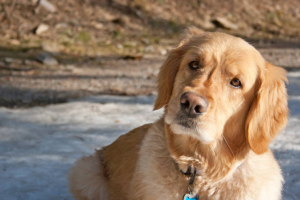 Golden Retriever with curiosity stock photo