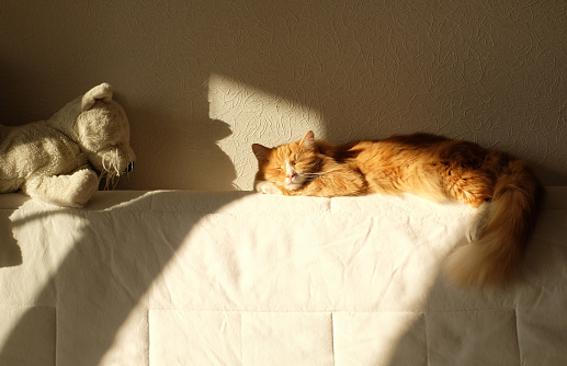 Ginger cat sleeping on the white bed with big soft toy, bright sunlight, home interior