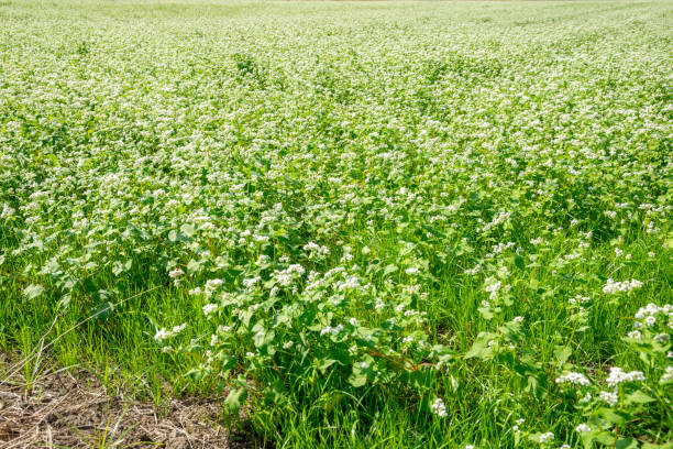 istock Buckwheat field over rice field 1423954833