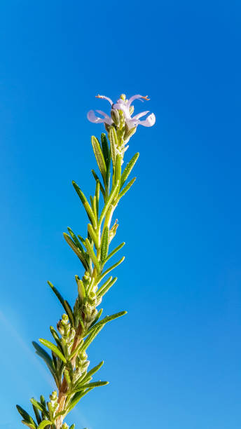 青い空に隔離された花のローズマリー小枝 - rosemary herb isolated ingredient ストックフォトと画像