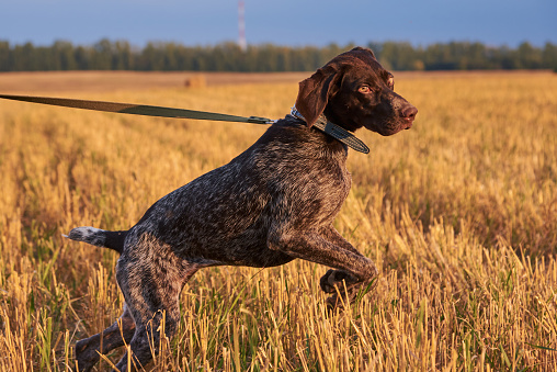 English pointer and man upland bird hunting in the Midwest.