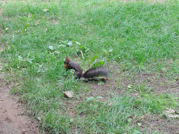 A playful squirrel pauses on the ground, surrounded by autumn leaves, showcasing its inquisitive nature and fluffy tail.