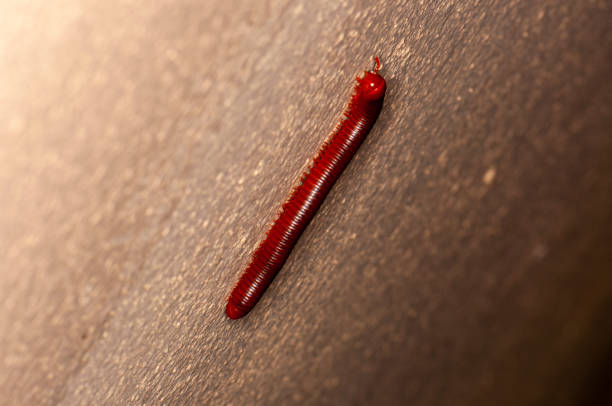Worm stay on fresh strawberry.