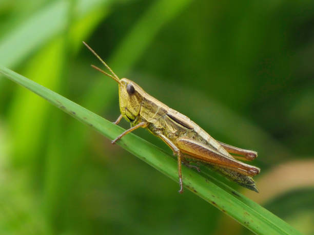 istock Close up of grasshopper 1423962826