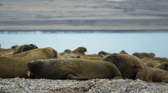 Walrus colony lying on the shore. Arctic landscape aigainst blurred background. Nordaustlandet, Svalbard, Norway
