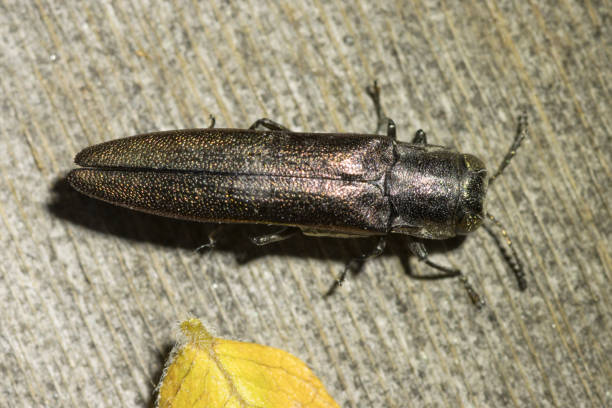 Emerald ash borer walks wood Littleton Colorado