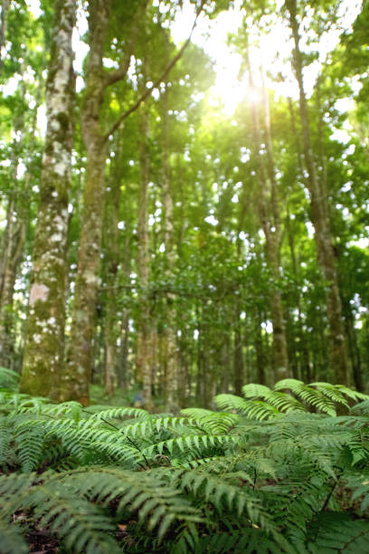 Tropical forest with sun rays coming through leaves
