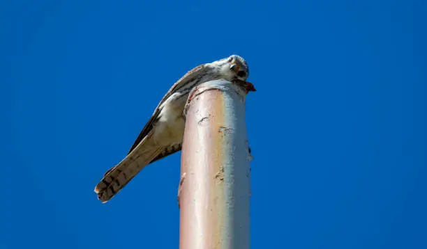 Photography of beautiful American kestrel.