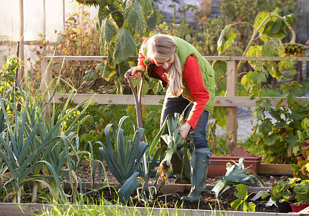 istock Woman doing gardening work with shovel and plants 142397807