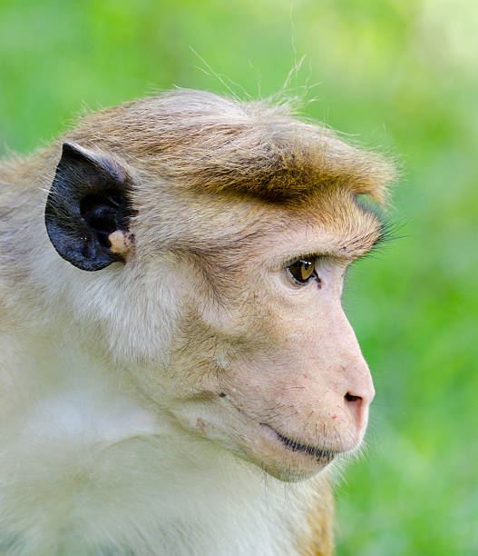 istock Portrait of Ceylon macaque closeup 142397827