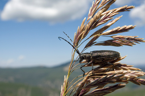 With huge antennae, a black pine Sawyer beetle warms himself in the late summer sun on Mount Washburn Yellowstone National Park Wyoming. The adult gnaw on the bark of small twigs and the larvae eat the inner wood of pine trees.