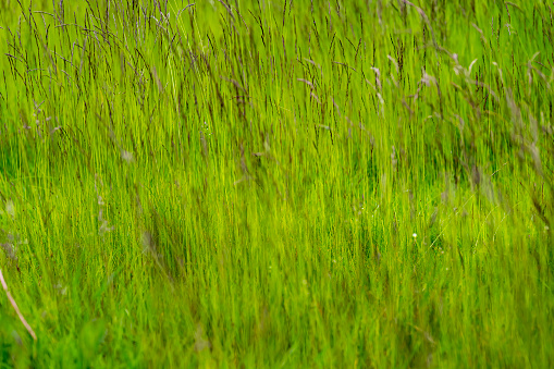 Close-up of the green grasses in the countryside. Rural and nature scene.