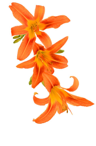 istock bunch of day lily 1423981532