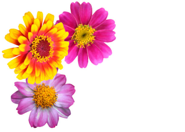 Colorful zinnia flower bunch on white