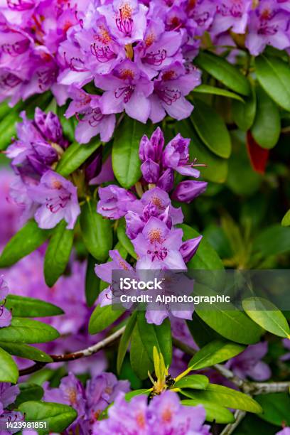 Purple Rhododendrons In The Rain Stock Photo - Download Image Now - 2022, Azalea, Backgrounds
