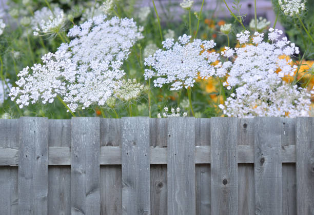 hemlock wildflower hemlock wildflower blooming with wooden fence cicuta virosa stock pictures, royalty-free photos & images