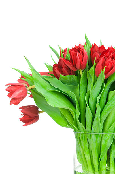 istock Tulips in the vase 142398441