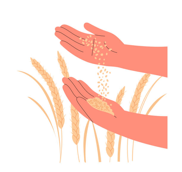weizenkorn in bauernhand nahaufnahme. - wheat whole wheat close up corn on the cob stock-grafiken, -clipart, -cartoons und -symbole