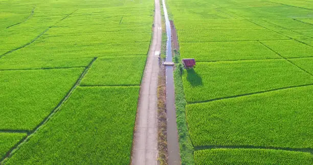 Image of beautiful Terraced rice field in water season and Irrigation from drone,Top view of rices paddy field,nan,thailand