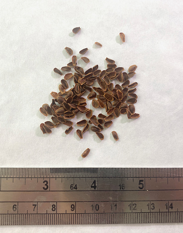 Seeds from butterfly milkweed Asclepias tuberosa. Loose seeds with ruler for size reference.