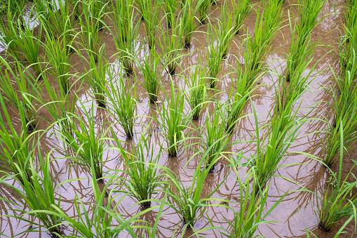 Rice plants in the rice fields in Thailand