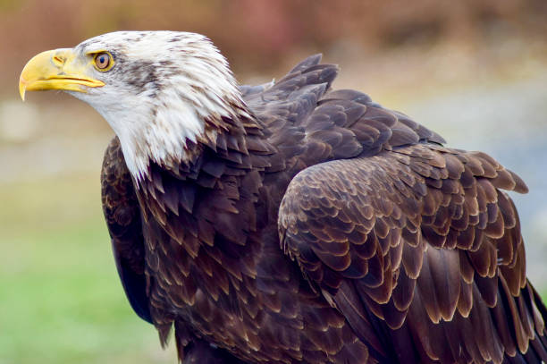 bielik (haliaeetus leucocephalus) to ptak drapieżny występujący w ameryce północnej. - eagle animal bald eagle surveillance zdjęcia i obrazy z banku zdjęć