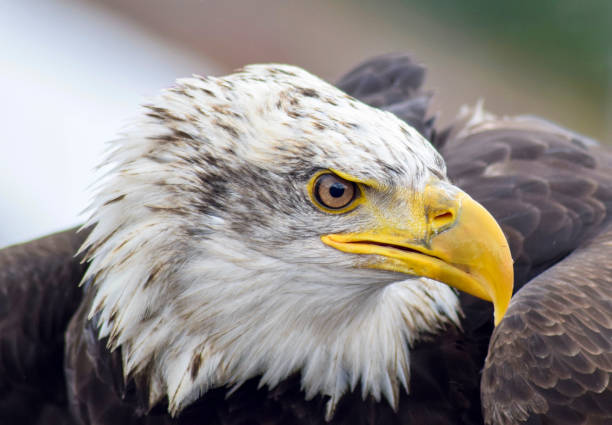 bielik (haliaeetus leucocephalus) to ptak drapieżny występujący w ameryce północnej. - eagle animal bald eagle surveillance zdjęcia i obrazy z banku zdjęć