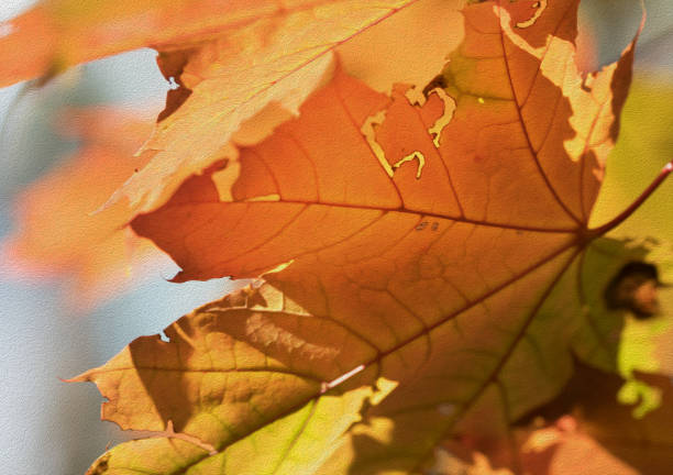 Maple tree with orange leaves in autumn forest at nice sunny day. Close-up view. Oil paint effect filter.