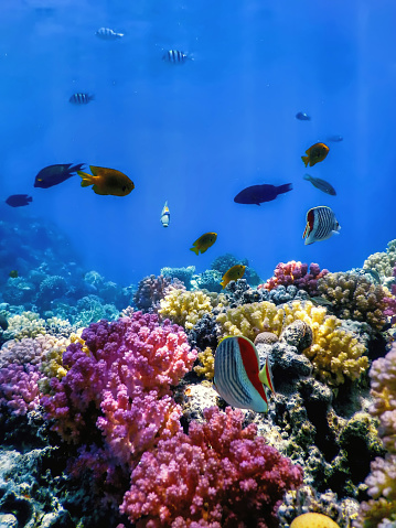 Vista submarina del arrecife de coral, aguas tropicales photo