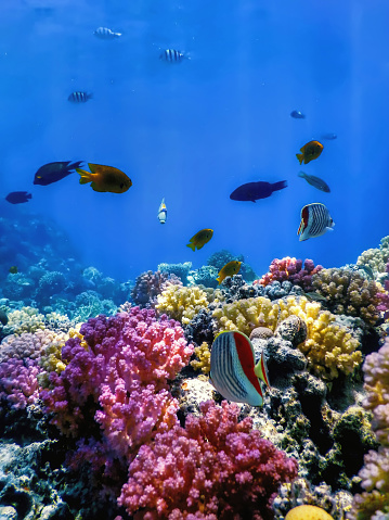 Ocean Diver swimming through the deep blue in an underwater cave towards the sunlight at water’s surface