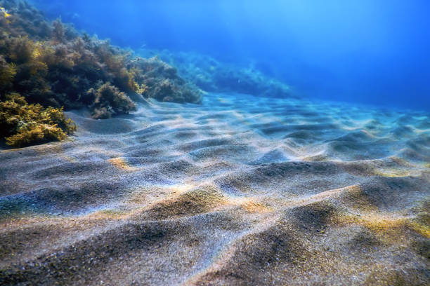 istock Underwater Scene, fish Underwater Life 1423992974