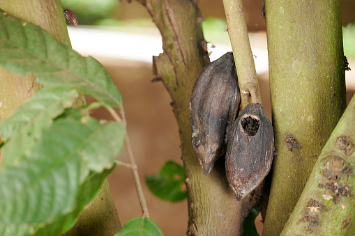 Damaged cacao pods with decease or fungus on tree