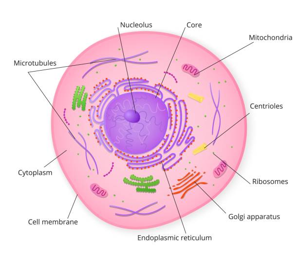 Simple Plant Cell Unlabeled