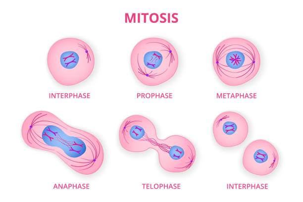 ilustrações, clipart, desenhos animados e ícones de processo de divisão de células orgânicas - mitose