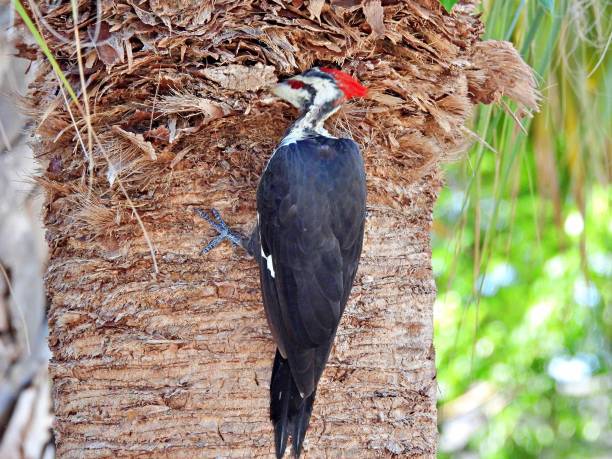 istock Pileated Woodpecker (Dryocopus pileatus) perched on the side of a palm tree 1423996119