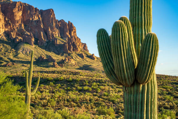istock Fat saguaro cactus after monsoon rain at superstition mountains 1423996447