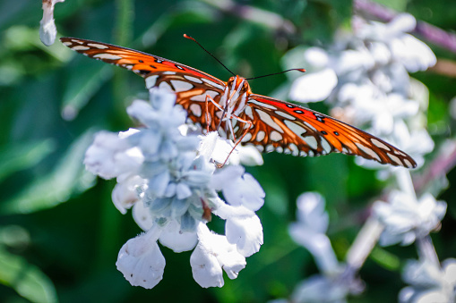 Gulf Fritillary Butterfly on flowering plant taken at the Butterfly Farms in Encinitas, San Diego, California