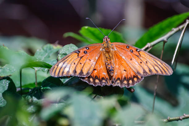 istock Gulf Fritillary Butterfly 1423999386