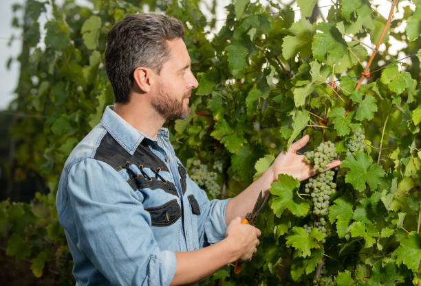enologist cut grapes with gardening scissors, vineyard.