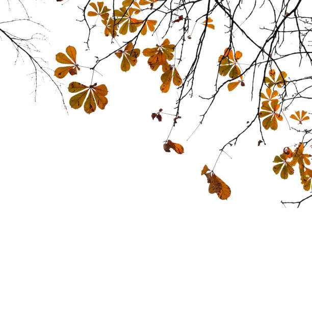 Close-up of Chestnut tree autumn leaves.