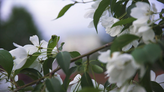 Close up for white apple flower buds on a branch. Blooming snow-white apple trees in the city in spring